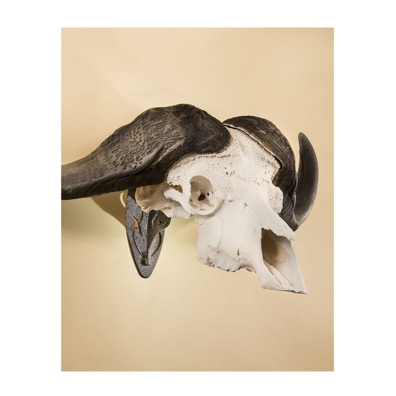 Skull Hooker Big Hooker Powder-Coated Steel Short Arm Trophy Mount