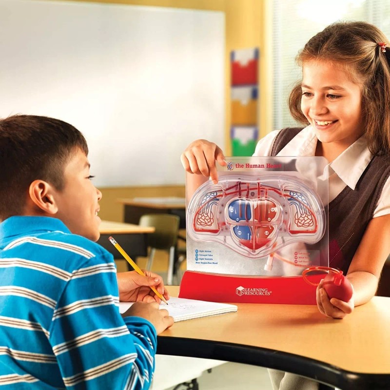 Learning Resources Modelo Anatómico De Corazón En Funcionamiento