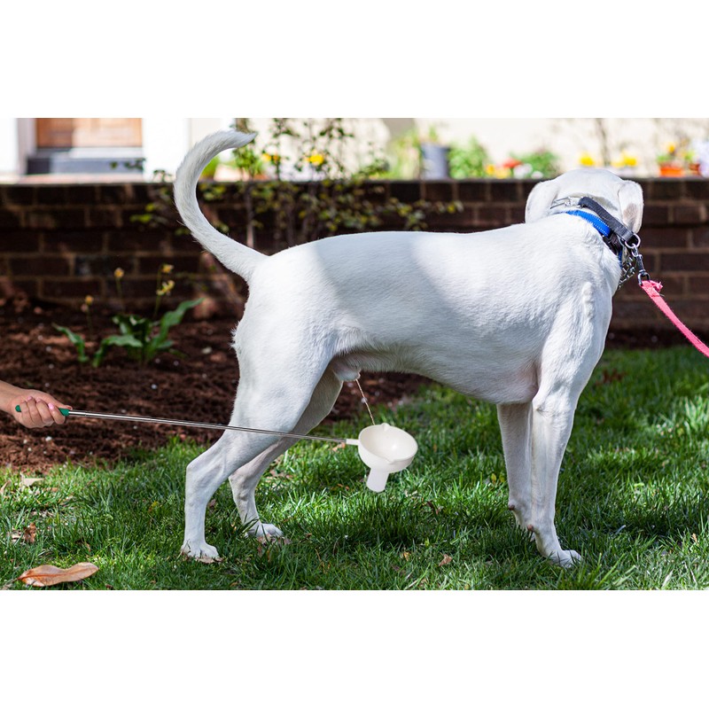 P-Scoop Telescopic Urine Collector for Medium/Large Male Dogs - with