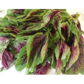TomorrowSeeds - Red Leaf Amaranth Seeds - 2000+ Count - for 2025 Planting Amaranthus Tricolor Spinach Greens Yin Choi Bireum Callaloo Indian Tandalja Asian Vegetable Grow Your Own Home Farm Patio