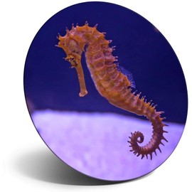 Destination Vinyl ltd Magnet for Refrigerator, Fridge - Cute Seahorse Fish Aquarium Ocean for Office, Cabinet and Whiteboard, Magnetic Stickers, 24168