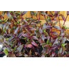 Tripogandra Serrulata - Purple Scimitars - Tradescantia Elongata - Spiderwort
