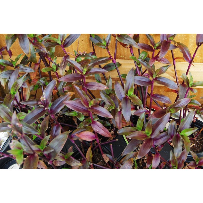 Tripogandra Serrulata - Purple Scimitars - Tradescantia Elongata - Spiderwort