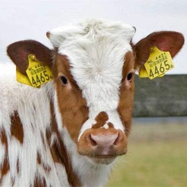 Cattle Ear Tags, Large Plastic Livestock Ear Tag for Sheep Cattle Calf Hog with Number 001-100/101-200/201-300, Animal Identification Ear Tags (Yellow, 001-100)