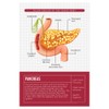 Quarterhouse Human Body Organs and Functions Poster Set, Science Classroom