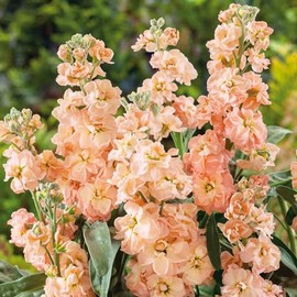 Eden Brothers Stock Seeds - Apricot