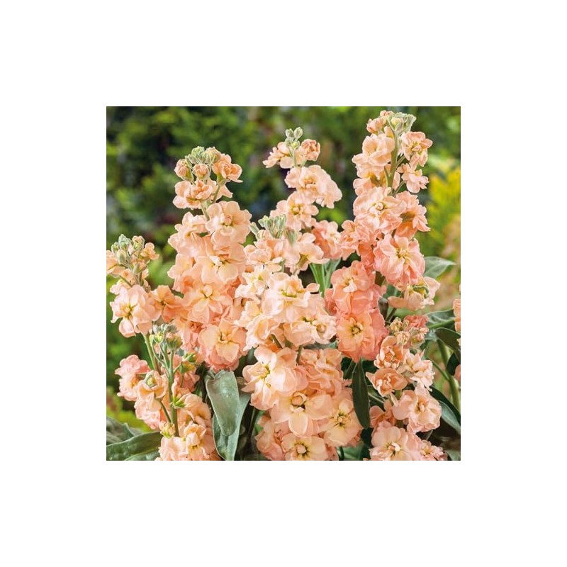 Eden Brothers Stock Seeds - Apricot