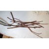mightyoaktreenursery.com 6 scion cuttings of Akebia Quinata (aka Chocolate Vine)