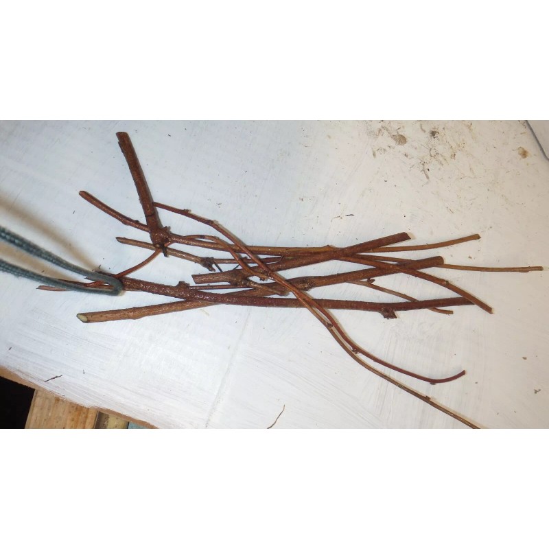mightyoaktreenursery.com 6 scion cuttings of Akebia Quinata (aka Chocolate Vine)