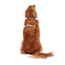 Reddy Jacquard Strap Dog Harness Pink Large