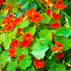 Nasturtium Seeds - Empress of India - 4 Oz -