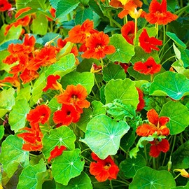 Nasturtium Seeds - Empress of India - 4 Oz - Non-GMO Edible Flower Garden & Microgreens Seeds - Tropaeolum nanum - Grow Micro Greens