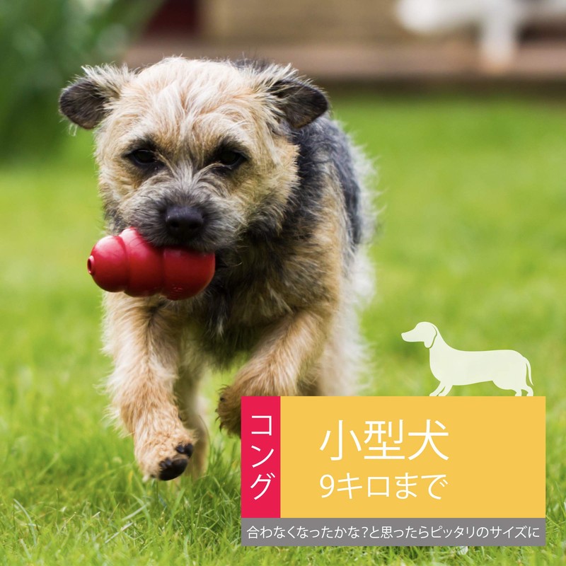 Kong Dog Toy, Kong, Small