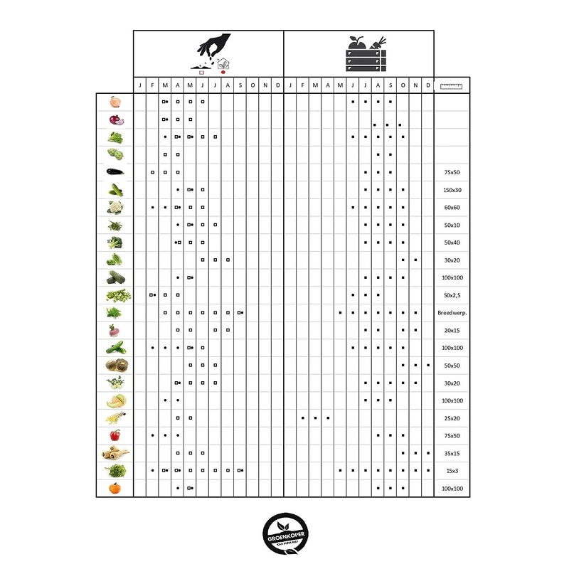 Montano Beans - Vegetable Seeds