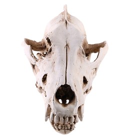 Wolf Jackal Skull Teaching Skeleton Collectibles