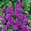 300 Seeds Alcea Chaters Double Apricot Flower Seeds Double Hollyhock