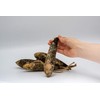 Primitive Banana Gourds - Bag of 24 - Unwashed -