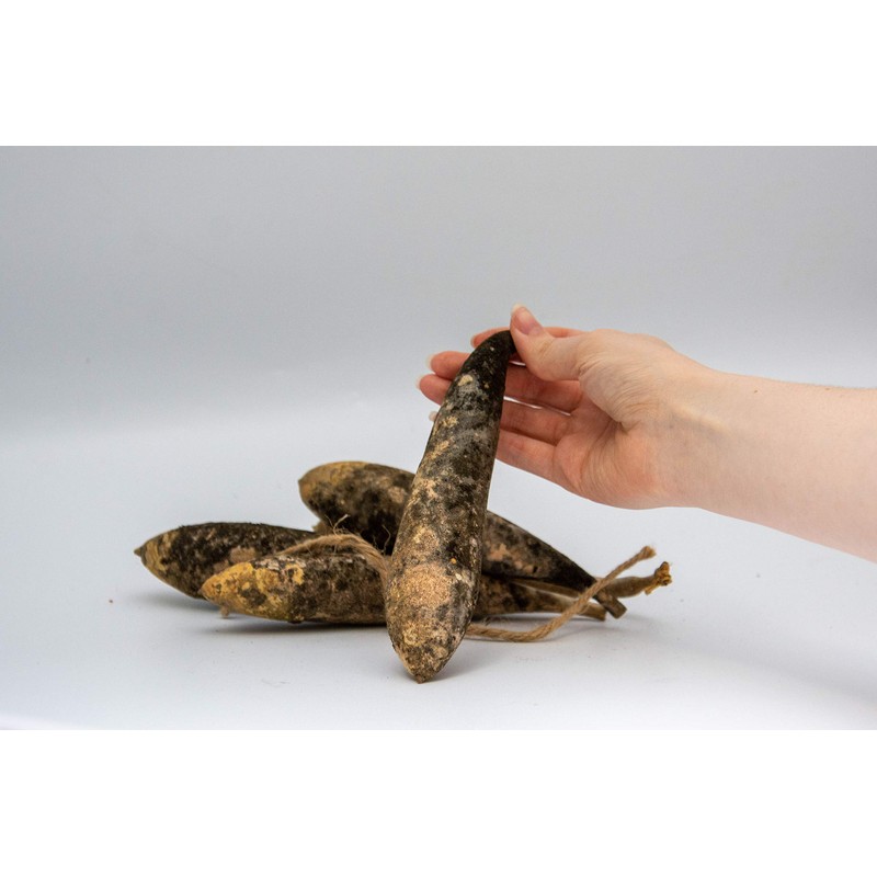 Primitive Banana Gourds - Bag of 24 - Unwashed -