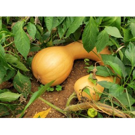 TomorrowSeeds - Turkey Neck Pumpkin Seeds - 60+ Count Packet - for 2024 Pennsylvania Long Crookneck Goose Butternut Tahitian Swan Neck Winter