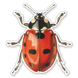 Ladybug Illustration Sticker - for Water Bottle Phone Car Tumbler Laptop - Academia Art Illustration Decal - Waterproof Vinyl - 3"