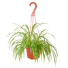 Shop Succulents Shop Succulents Spider Plant, Hanging Live Indoor Plant,