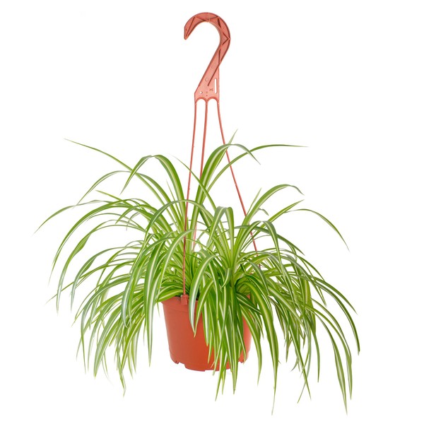 Shop Succulents Shop Succulents Spider Plant, Hanging Live Indoor Plant,