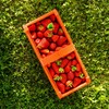 KADAX Plastic Harvest Basket, 40 x 18 x 11.5 cm,