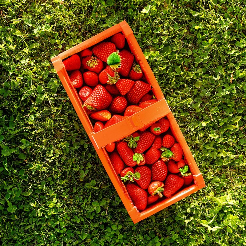 KADAX Plastic Harvest Basket, 40 x 18 x 11.5 cm,