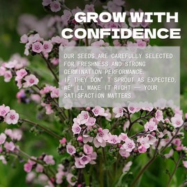 Pink Cynoglossum Seeds Pack - Beautiful Garden Flowers Seeds