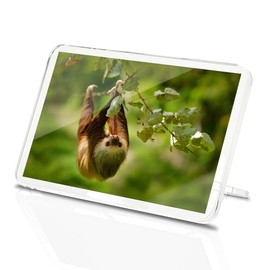 Classic Rectangle Magnet with Stand - Two Toed Sloth Costa Rica Wildlife - Fridge Locker Office Whiteboard Toolbox #52332