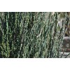 Blue Arrow Juniper - 3 Live Trees - Juniperus Scopulorum