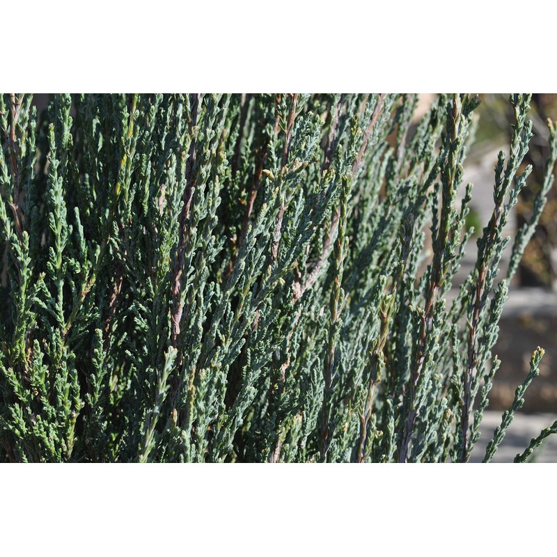 Blue Arrow Juniper - 3 Live Trees - Juniperus Scopulorum