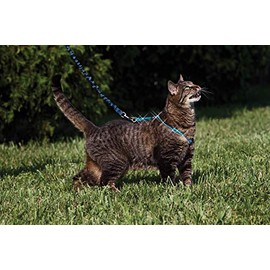 PetSafe Come with Me Kitty - Arnés con Purpurina y Correa elástica para Gato, tamaño Grande                                                           