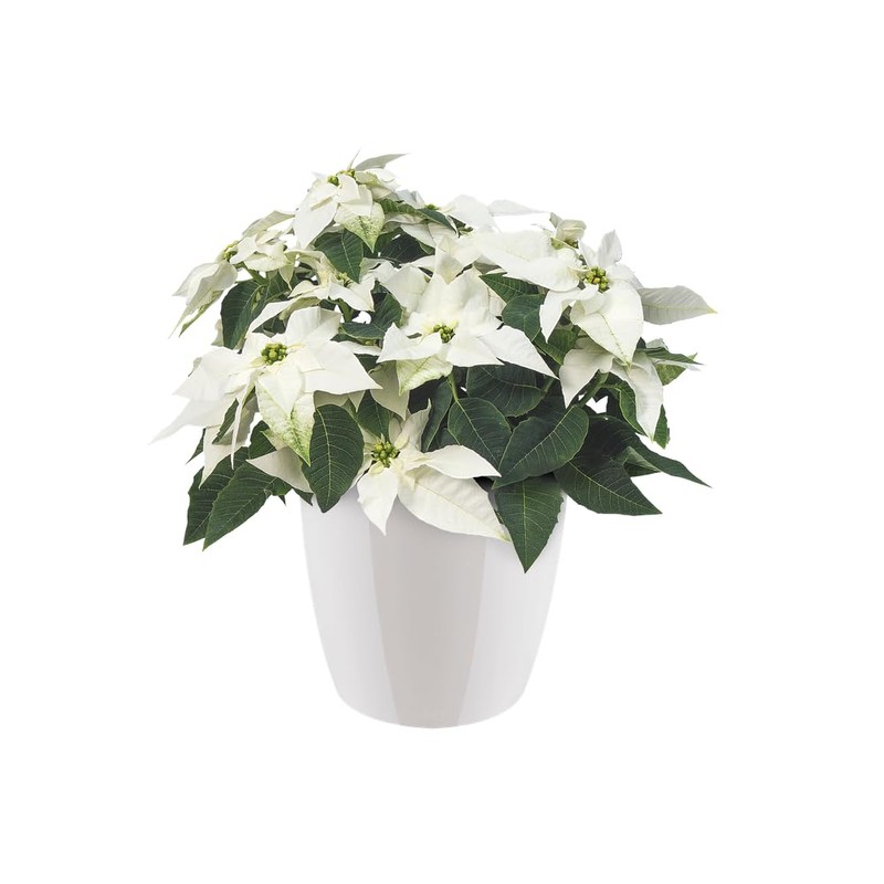 elho Brussels Diamond Round 16 - Flower Pot Indoor -