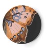 Metamorphosis Dinner Plate S/4