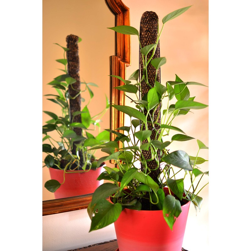 Mosser Lee Sphagnum Moss Pole for Indoor Plants, Monstera Moss