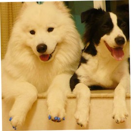 Mipcase Cat Claw Control Covers 20 Pcs Comfortable for Prevent Destructive Scratching