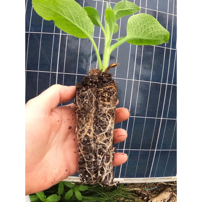 Comfrey - Live Plants (Symphytum ×  uplandicum) - Bocking 4