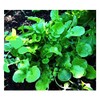 1000 Watercress Seeds - Delicious Additions to Salads