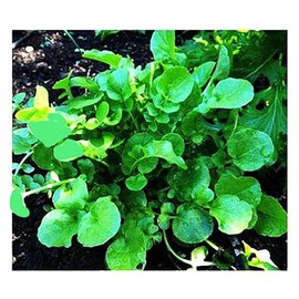 1000 Watercress Seeds - Delicious Additions to Salads