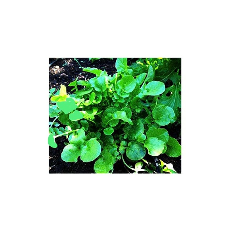 1000 Watercress Seeds - Delicious Additions to Salads