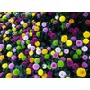 100PCS Mixed Color Pompon Chrysanthemum Seeds Pompon Mum Courtyard Flower
