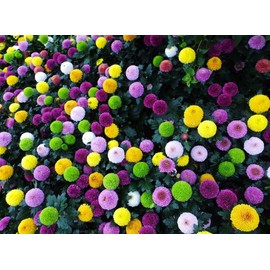 100PCS Mixed Color Pompon Chrysanthemum Seeds Pompon Mum Courtyard Flower Seeds