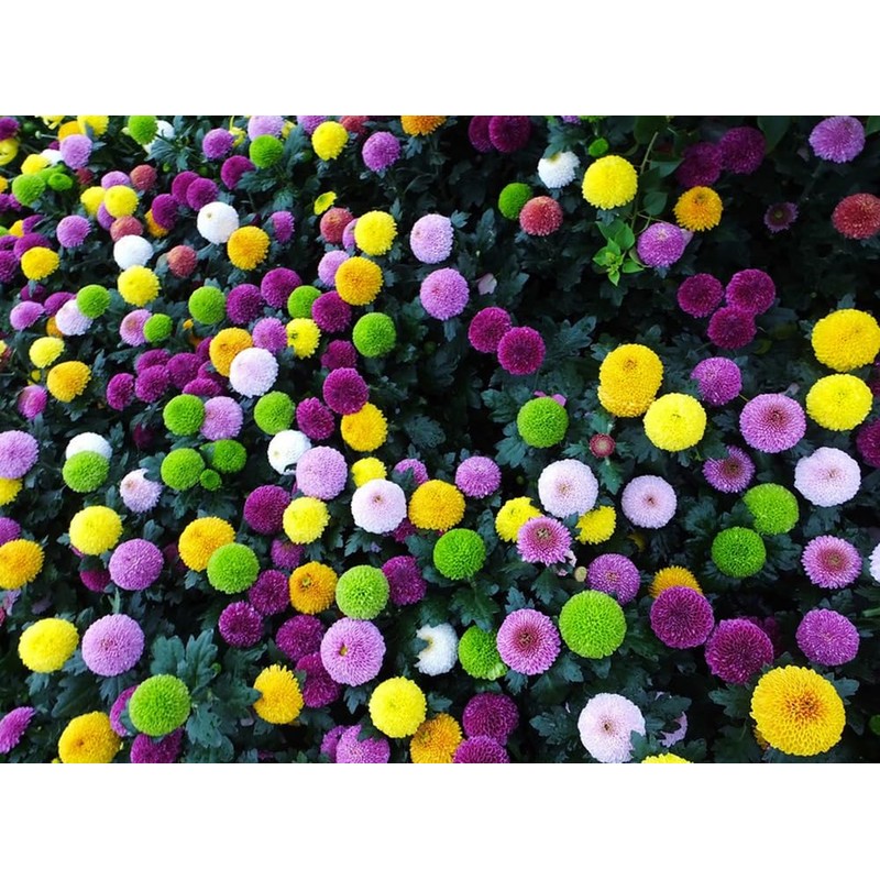 100PCS Mixed Color Pompon Chrysanthemum Seeds Pompon Mum Courtyard Flower