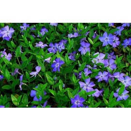Faehaven Farm 50+ Vinca Hybrid Periwinkle Creeping Myrtle Perennial Evergreen Ground Cover
