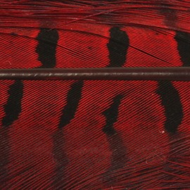 Ringneck Pheasant Complete Tail - red