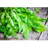 RAISE ME UP: Seeds Astro Arugula for Salad Non GMO