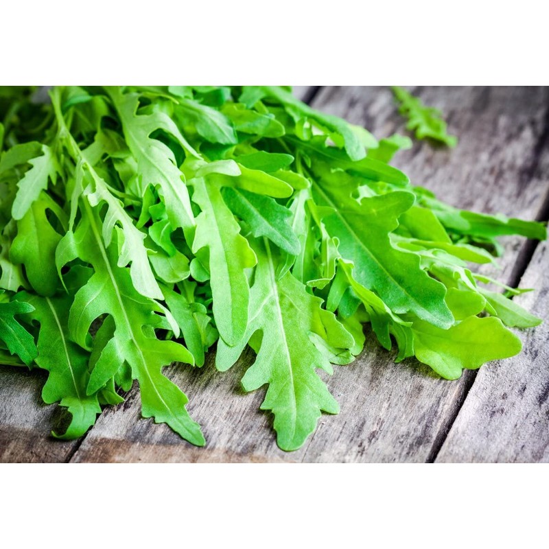 RAISE ME UP: Seeds Astro Arugula for Salad Non GMO