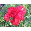 Live Plant from Green Promise Farms Flower Carpet Roses ROSA