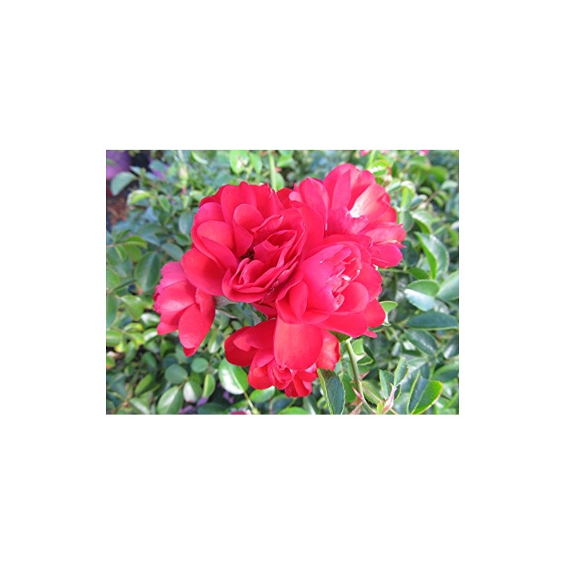 Live Plant from Green Promise Farms Flower Carpet Roses ROSA